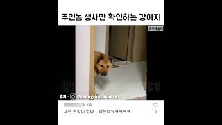 주인놈 생사만 확인하고 가는 강아지 #귀여움 #졸귀 #강아지