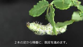 アゲハチョウ 　第2齢幼虫から第４齢幼虫まで