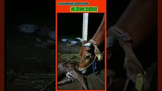 கன்றுக்குட்டி | New Born Baby,,More videos subscribe pasumaithayagam channel   ,#shorts