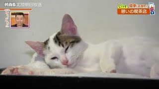 220912 【お出かけ】猫に癒される志賀町のレトロ喫茶店