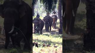 പരികുപറ്റിയ കൊമ്പനെ പിടികൂടാൻ വന്ന തപാനകൾ #elephant #kumki