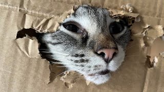 Funny animals - Funny cats / dogs - Funny animal videos / Best videos of May 2022