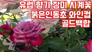 유럽장미 황금조팝 레위시아 벌레잡이제비꽃 시계꽃 으아리 베란다식물 화초키우기