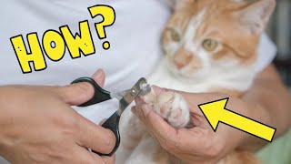 How to Safely Cut Your Cat's Nails (Complete Guide)