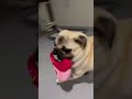 パグ ぐるぐる🌀 ひとりでお散歩 🐶 メリーゴーランド🎠みたいだね😂 パグ pug ぱぐ 퍼그 哈巴狗 子犬 dog 犬猫 baby puppy shorts