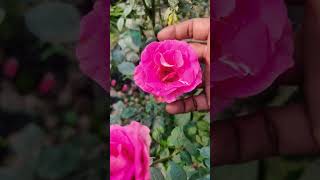 Onno karur na sathi। শীতকালের ফুলগাছ #song #garden #flowers #gardening #viralvideo #love #nature