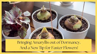 🌟 Bringing Amaryllis Out of Dormancy | Bloom Faster with This New Tip! 🌺