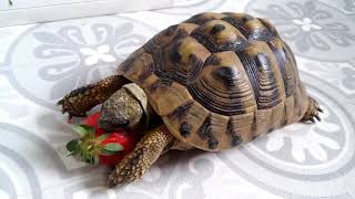 Ernestine the turtle eats a strawberry - Ernestine la tortue mange une fraise