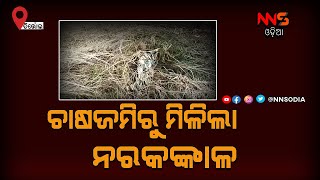 Body skeleton found in paddy field in Jagatsinghpur || ଚାଷଜମିରୁ ଉଦ୍ଧାର ହେଲା ନରକଙ୍କାଳ || #NNSODIA