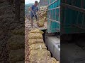 the process of pouring potatoes into the cleaning tank