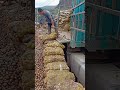 the process of pouring potatoes into the cleaning tank