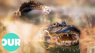 Amazing Facts and Behaviors of Alligators | Our World