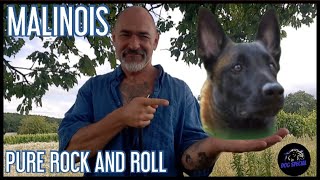 Malinois - Purer Rock and Roll!