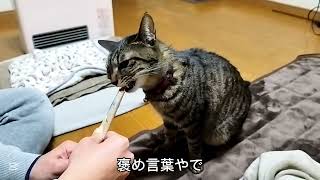 ネコはアニキからオヤツもらうねん【よつ葉】１１８１日目