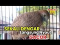 Perkutut Lokal Gacor Suara Besar AMPUH Memanggil Lawan Bunyi.. 100% nyaut