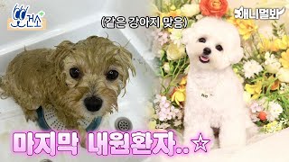 먹지 말고 피부에 양보할 수 밖에 없는 마지막 사연...★ (feat. 세균성 피부염)ㅣWhy Dog Had To Do Skin Care… Last Episode…⭐️