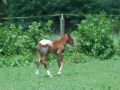 robin palisades appaloosa filly 2