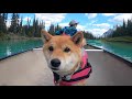 バンフのボウ川でカヌー体験をする柴犬ナラ｜4k｜カナダ海外生活での癒しの時間｜shiba inu canoeing at bow river in banff