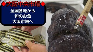 【中央市場】なんでもある!?仲卸の品ぞろえ！オオカミウオ　カゴカキダイ　海ぶどうなど