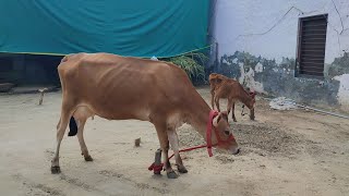 One Jersey cow for Sale, ਜਰਸੀ ਗਾਂ ਵਿਕਾਊ