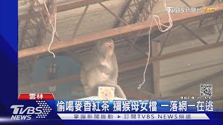 偷喝麥香紅茶 獼猴母女檔 一落網一在逃｜TVBS新聞