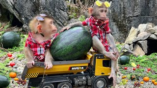 Smart Bim Bim harvests watermelon to make watermelon juice for baby monkey Obi