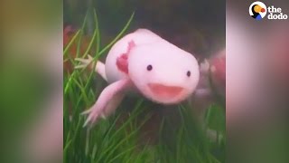 Axolotls Have The Best Smiles | The Dodo