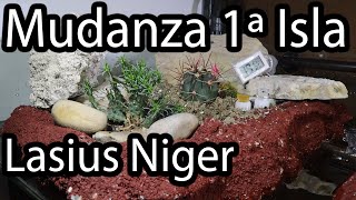 Mudanza de Lasius Niger a la Primera Isla Mega Vivario Acuatico / Hormiguero de Arena en Terrario