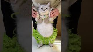 🏝️ Aloha Kitty! Watch My Cat's Hula Dance Moves! 🐾🌺 #Purrformance #HawaiianHustle🏝️#cat #cats #cute