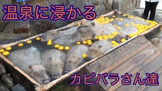 温泉に浸かる極楽気分のカピバラさん達