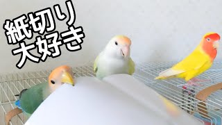 みんなで仲良く紙切りするコザクラインコ