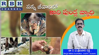 సన్న జీవాలలో కాలి పుండ్ల వ్యాధి నివారణ-చర్యలు ll  డా. ఎ.శ్రీనివాస రెడ్డి ,వెటర్నరీ సహాయ సంచాలకులు