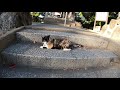 【看板猫】神社に行ったら可愛い三毛猫が一緒にお参りをしてくれた