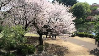 新緑の新宿御苑　ポカポカ陽気でお散歩日和　２０１６．４．１２　Shinjuku Gyoen Tokyo Japan