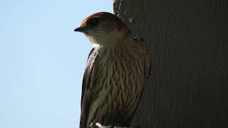 Greater Striped Swallow, Cecropis cucullata, Wakkerstroom, South Africa, 2 Dec 2022 (4/5)