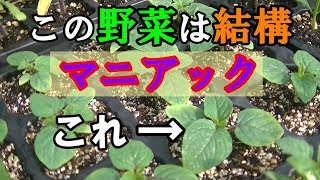 【4月21日】苗床はにぎわいを見せていて順番に畑へ巣立っていきます