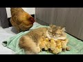 The hen suspects the kitten has stolen the chicks!The cat returned the chick to the hen.Funny cute🤣