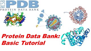 How To Use RCSB Protein Data Bank (PDB); Basic Tutorial (Bioinformatics Lecture Episode-II )