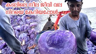 When the net is full of blue jelly fish/ ആഴക്കടലിൽ നീല ജീവികൾ വലനിറയെ കേറിയപ്പോൾ/