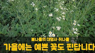 시골생활의 즐거움 | 대표적 봄나물 취나물 | 취나물도 이쁜 꽃이 핀답니다.