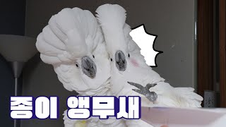 앵무새에게 날아다니는 종이비행기를 보여줬더니?!?! #너무웃겨주금 #귀여워죽겠네