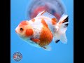 Shogun Red White YuanBao Oranda 3.8in Body (240802_OR13)