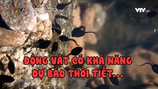 Động vật có khả năng dự báo thời tiết