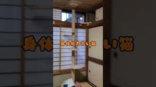 キャットタワーは一段で十分な猫#short#cat #猫 #貓 #बिल्ली#保護猫