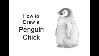 How to draw a Penguin Chick