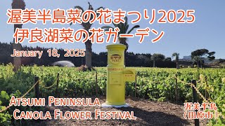 渥美半島菜の花まつり2025 伊良湖菜の花ガーデン（田原市）(4K) ‐ Atsumi Peninsula Canola Flower Festival ‐