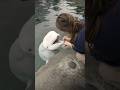 Brushing a beluga whale’s teeth!