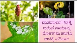 ದಾಸವಾಳದ ಗಿಡಕ್ಕೆ ಬರುವ ಕೆಲವು ರೋಗಗಳು ಹಾಗೂ ಅದಕ್ಕೆ ಮನೆಯಲ್ಲಿನ ಪರಿಹಾರಗಳು|home remedies for hibiscus disease