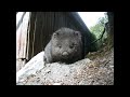 Cute Wombat in the Cradle Mountain NP #cuteanimals #tasmania #shorts #wombat