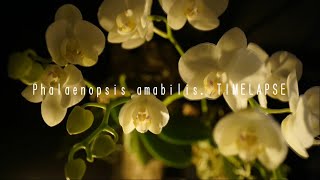 Phalaenopsis amabilis. TIMELAPSE  Jan. 2021 / ミディ胡蝶蘭(アマビリス）の開花